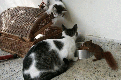 Sloth (USA-2) : Family Meal Time!